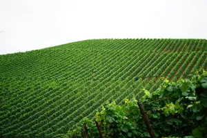 vineyard jigsaw puzzle