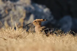 bird jigsaw puzzle