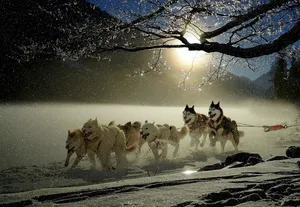 dogs jigsaw puzzle