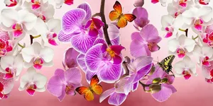 orchids jigsaw puzzle