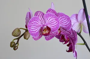 orchid jigsaw puzzle