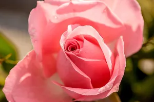 rose jigsaw puzzle