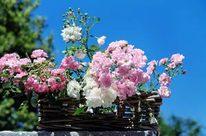 roses jigsaw puzzle
