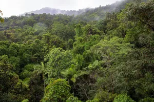 green trees on mountain during daytime jigsaw puzzle