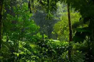 green trees and plants during daytime jigsaw puzzle