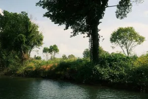 Lush green trees and vegetation border a calm waterway. jigsaw puzzle