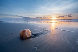 a shell on a beach with the sun setting in the background jigsaw puzzle