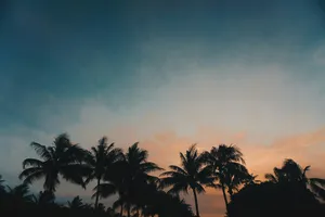palm trees during golden hour jigsaw puzzle