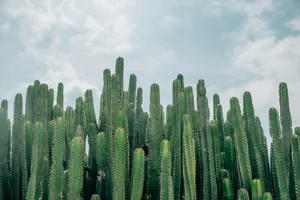 selective focus of green cacti jigsaw puzzle