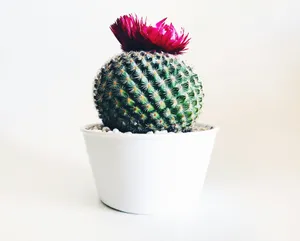 green cactus jigsaw puzzle