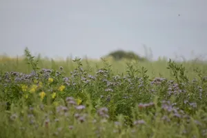 Field of wildflowers under a hazy sky jigsaw puzzle