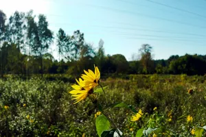 A bright yellow sunflower in a field. jigsaw puzzle