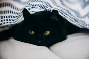 close-up photography of bombay cat jigsaw puzzle