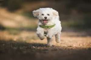 a dog running with a frisbee in its mouth jigsaw puzzle