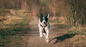 black and white border collie mix puppy running on brown dirt road during daytime jigsaw puzzle