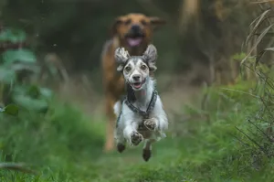 two dogs running in the grass jigsaw puzzle
