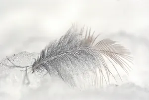 close-up photo of white feather jigsaw puzzle