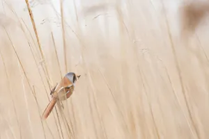 photo of brown and gray short-beak bird jigsaw puzzle