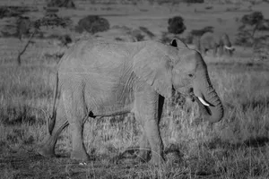 an elephant with tusks in a field jigsaw puzzle
