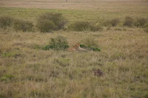 a couple of lions in a grassy field jigsaw puzzle