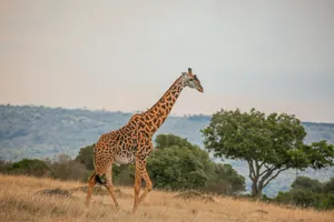 a giraffe standing in a field jigsaw puzzle
