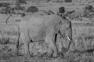 an elephant with tusks in a field jigsaw puzzle