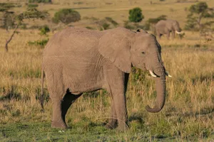 a group of elephants walk through a grassy field jigsaw puzzle