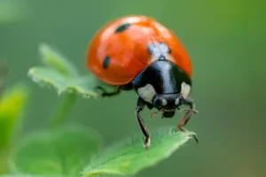 red ladybug perched on green leaf in close up photography during daytime jigsaw puzzle