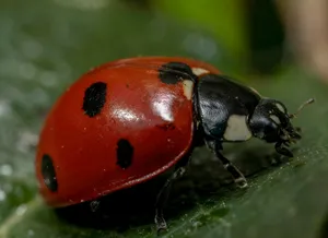 a close up of a lady bug on a leaf jigsaw puzzle