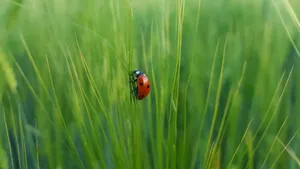 ladybug on green grass jigsaw puzzle