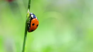 red and black ladybug on green stem in tilt shift lens jigsaw puzzle