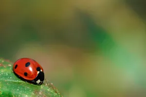 red ladybug on green leaf in close up photography jigsaw puzzle