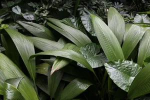 Dense green tropical foliage showcasing lush leaves in a garden setting, ideal for nature themes. jigsaw puzzle