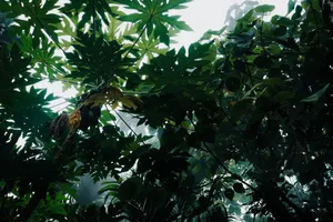 Vibrant tropical landscape featuring green papaya trees and dense foliage. jigsaw puzzle