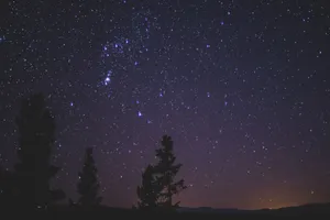 A serene night sky with visible constellations and silhouetted trees under a clear starry sky. jigsaw puzzle