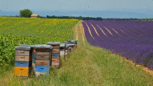 Colorful beehives amidst beautiful lavender and sunflower fields under a clear sky. jigsaw puzzle