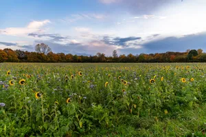Stunning autumn landscape with sunflowers in a field under a dramatic sunset sky. jigsaw puzzle