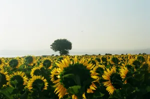 Scenic view of a sunflower field stretching to the horizon under a bright, clear sky with a lone tree. jigsaw puzzle