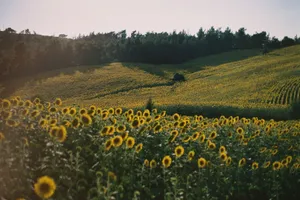 A stunning sunflower field during the day, showcasing vibrant yellow blooms under clear skies. jigsaw puzzle
