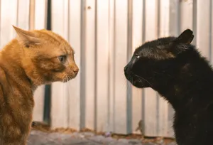 Ginger and black cats face off against a metallic backdrop in an urban Istanbul setting. jigsaw puzzle