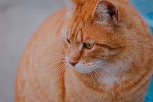Charming portrait of a ginger tabby cat with expressive eyes. Perfect for pet enthusiasts. jigsaw puzzle