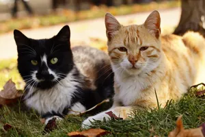 A black and white cat and an orange tabby cat relaxing on a grassy lawn with autumn leaves. jigsaw puzzle