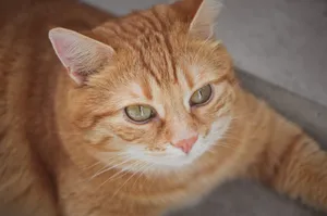 A detailed close-up of a ginger cat's face, showcasing its striking green eyes and relaxed demeanor. jigsaw puzzle