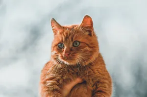 Close-up of a ginger tabby cat being held, showing off its furry coat and vivid eyes. jigsaw puzzle