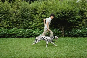 A man enjoys running with his Dalmatian dog on a green lawn in a sunny park. jigsaw puzzle