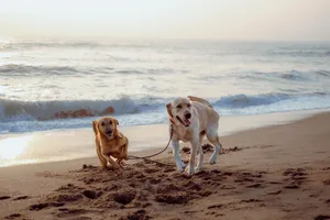 Two Labradors running happily on the beach at sunrise in Puducherry, showcasing joy and freedom. jigsaw puzzle