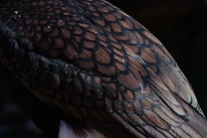 Detailed close-up of great cormorant wing showing intricate feather pattern and textures. jigsaw puzzle