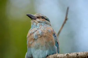 Beautiful bird with blue and brown plumage, perched on a branch in a natural setting. jigsaw puzzle