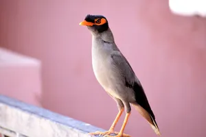 Close-up of an Indian Mynah bird perched on a ledge, showcasing its vibrant colors. jigsaw puzzle