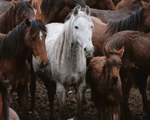 A diverse herd of wild horses with a prominent white mustang in a rural setting. jigsaw puzzle